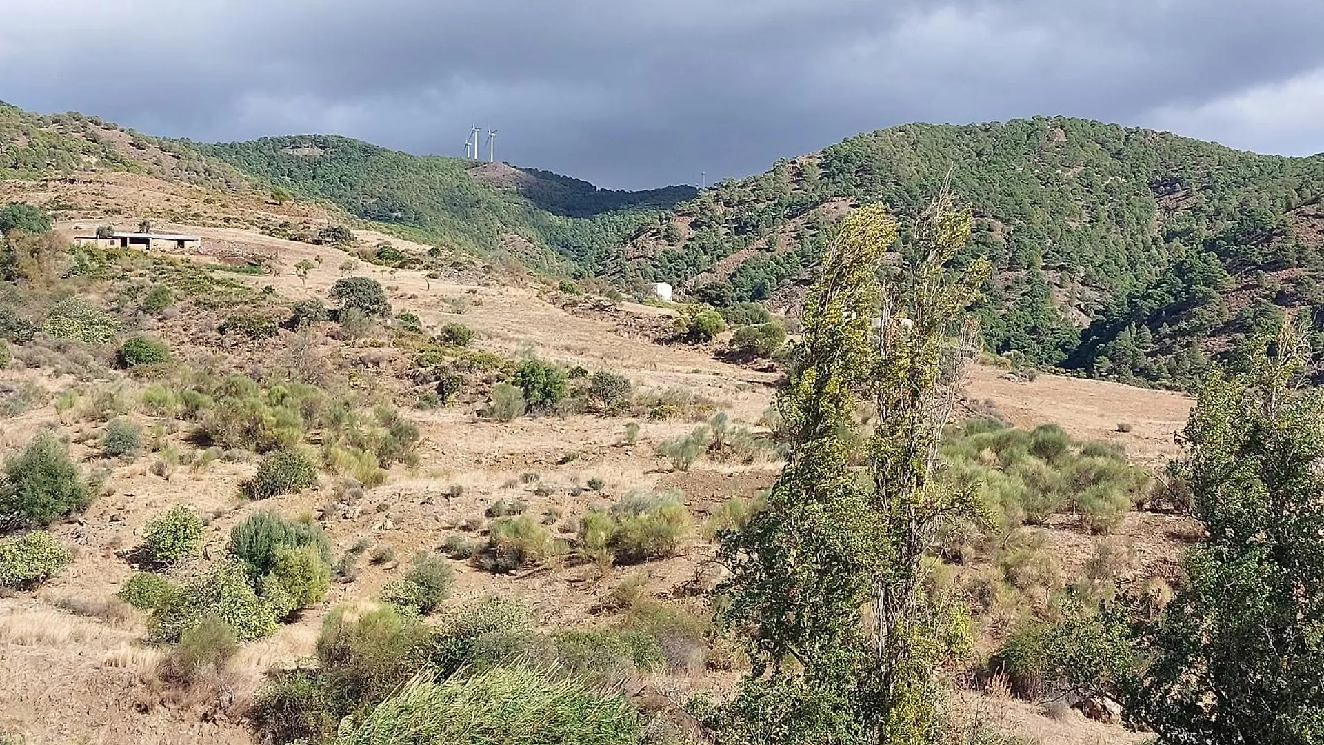El Bufon De La Corte Carratraca 0*,  España