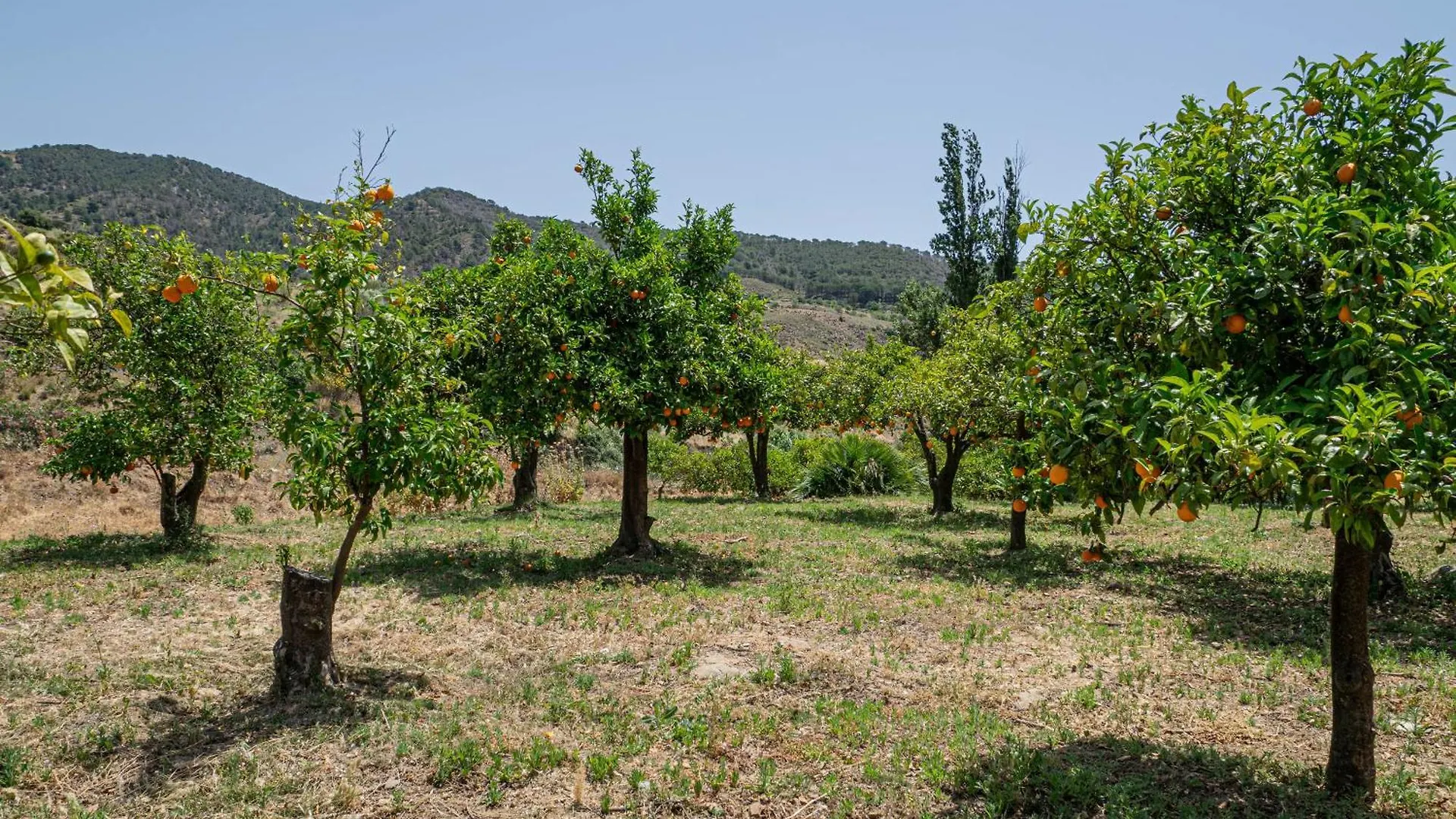 El Bufon De La Corte Carratraca 0*,  España